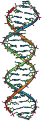 170px-DNA_Overview2